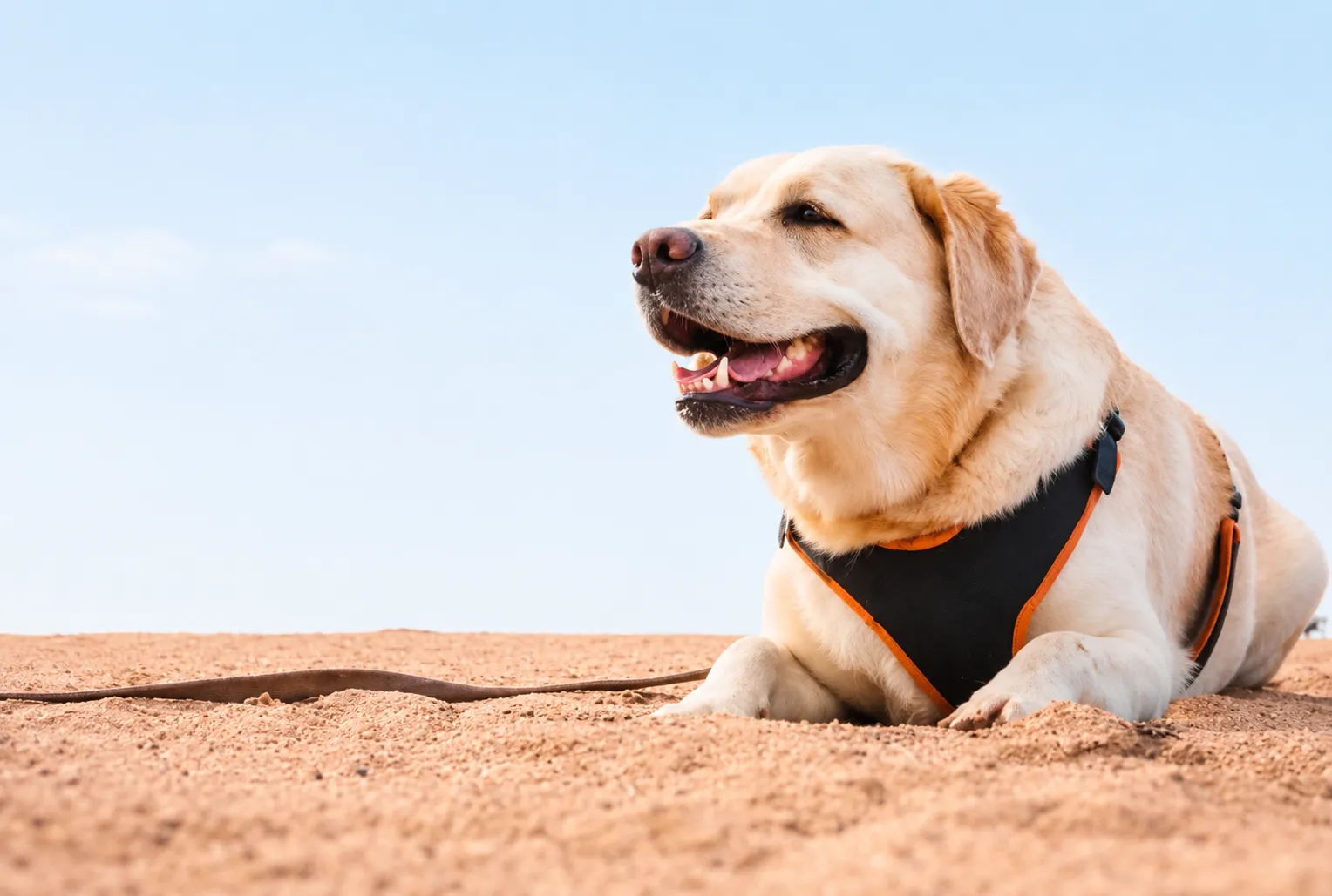 おはな犬猫治療院に通う犬